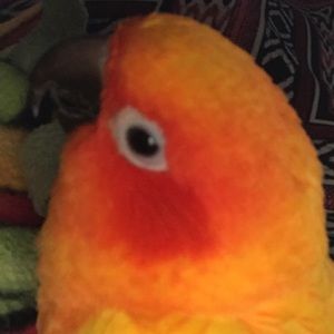 Meet your Posher, Anna